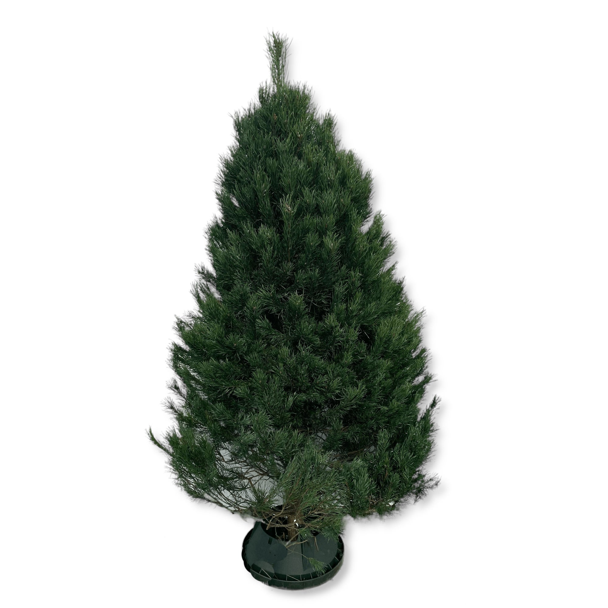 Douglas fir deals christmas trees